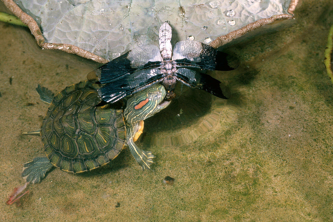 Red-eared Turtle Eating Dragonfly