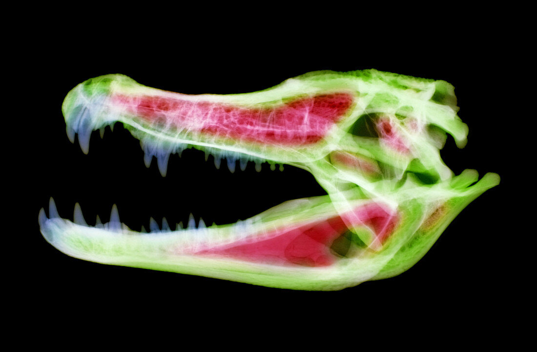 Alligator Skull X-ray