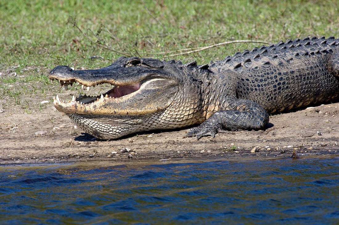 Alligator Sunning