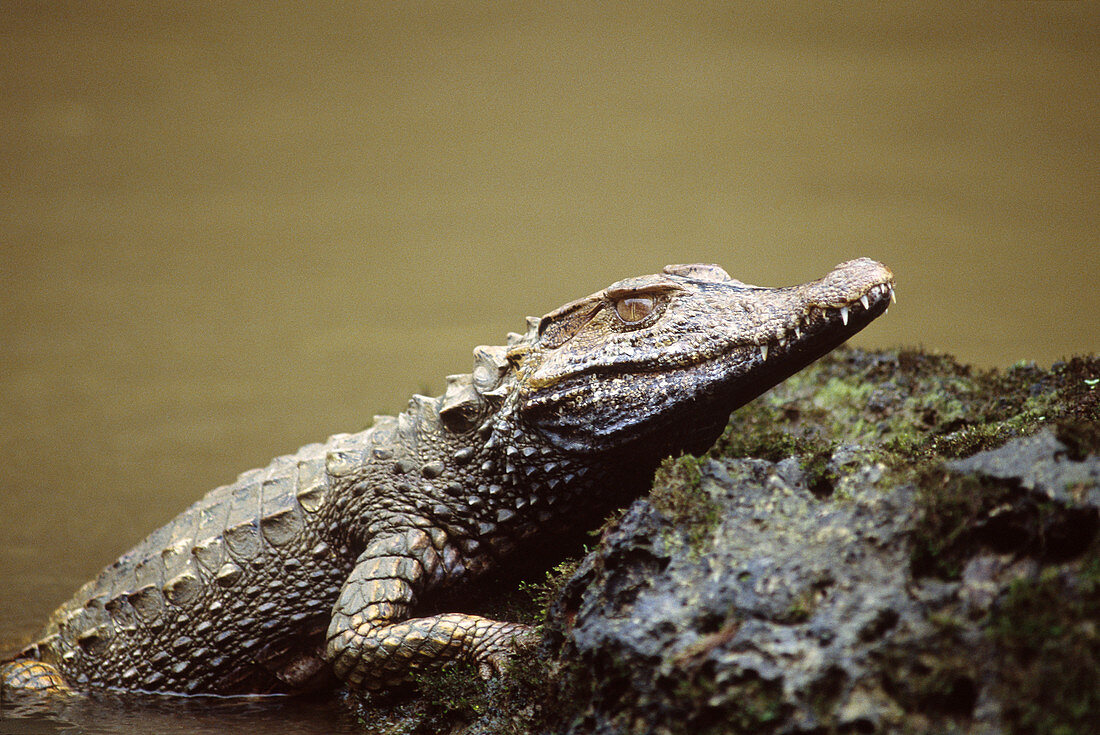 White Caiman Crocodile