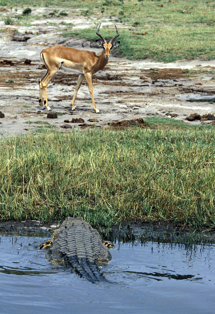 Nile Crocodile & Impala
