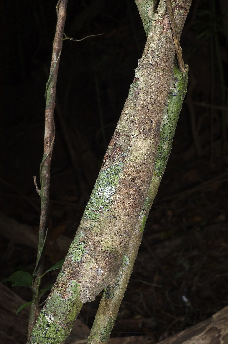 Mossy leaftailed gecko
