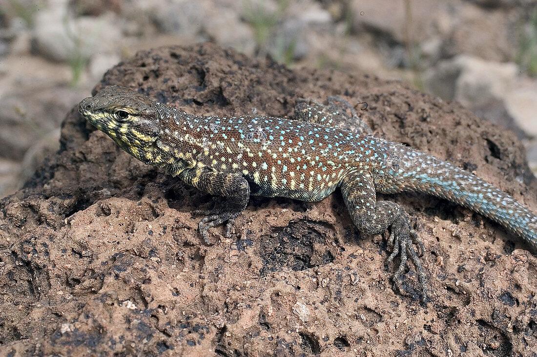 Male California Side-Blotched Lizard