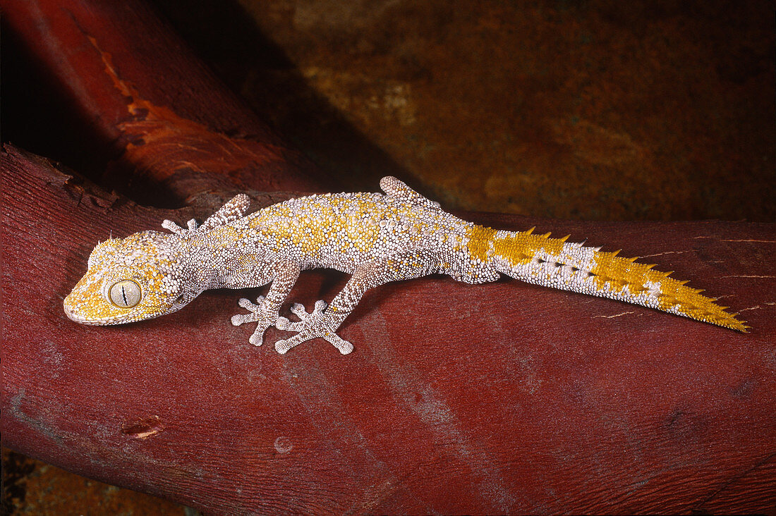 Spiny Tailed Gecko (Diplodactylus sp.)