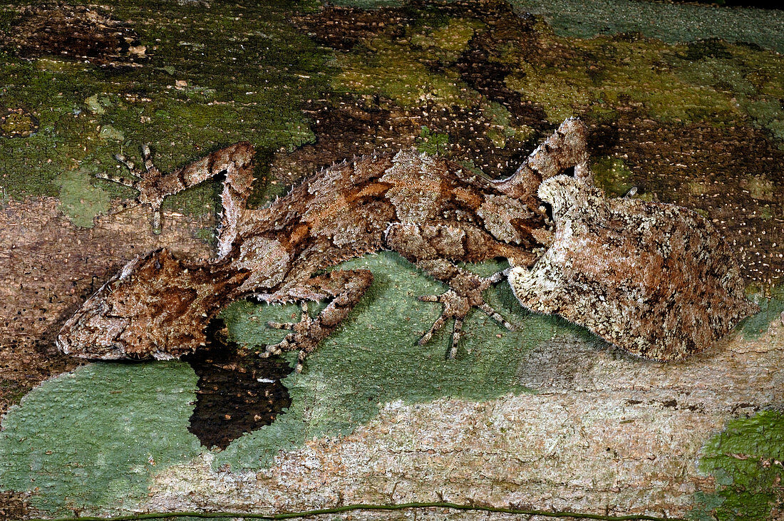 Northern Leaftail Gecko (Saltuarius cornutus)