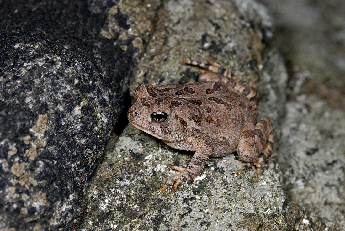 'Fowler's toad,Bufo fowleri'