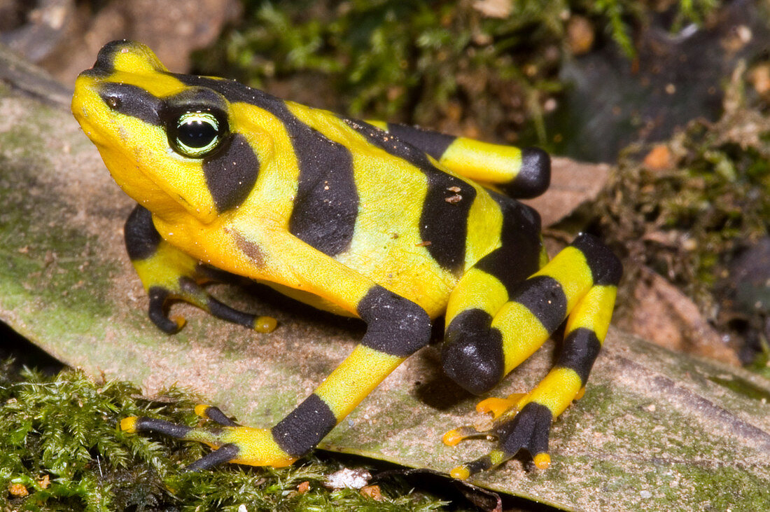 Harlequin Toad