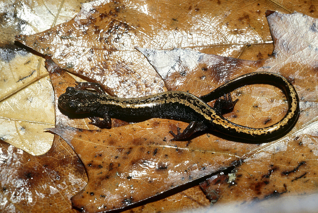 Golden-striped salamander