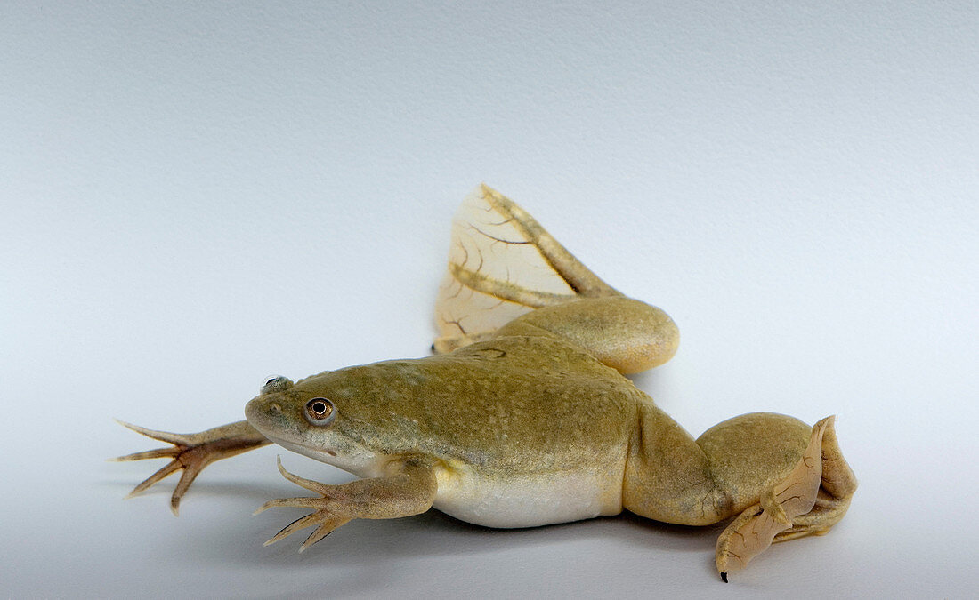 Hybrid Clawed Frog