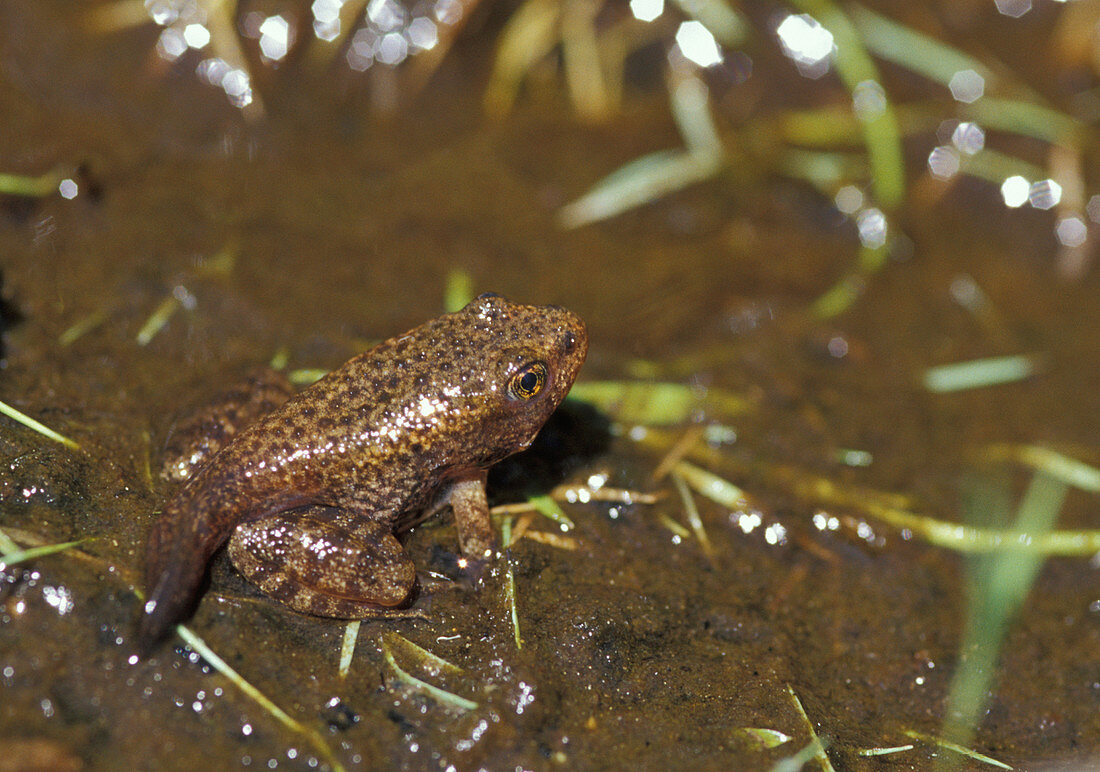 Mountain Yellow-legged Frog with partial tail
