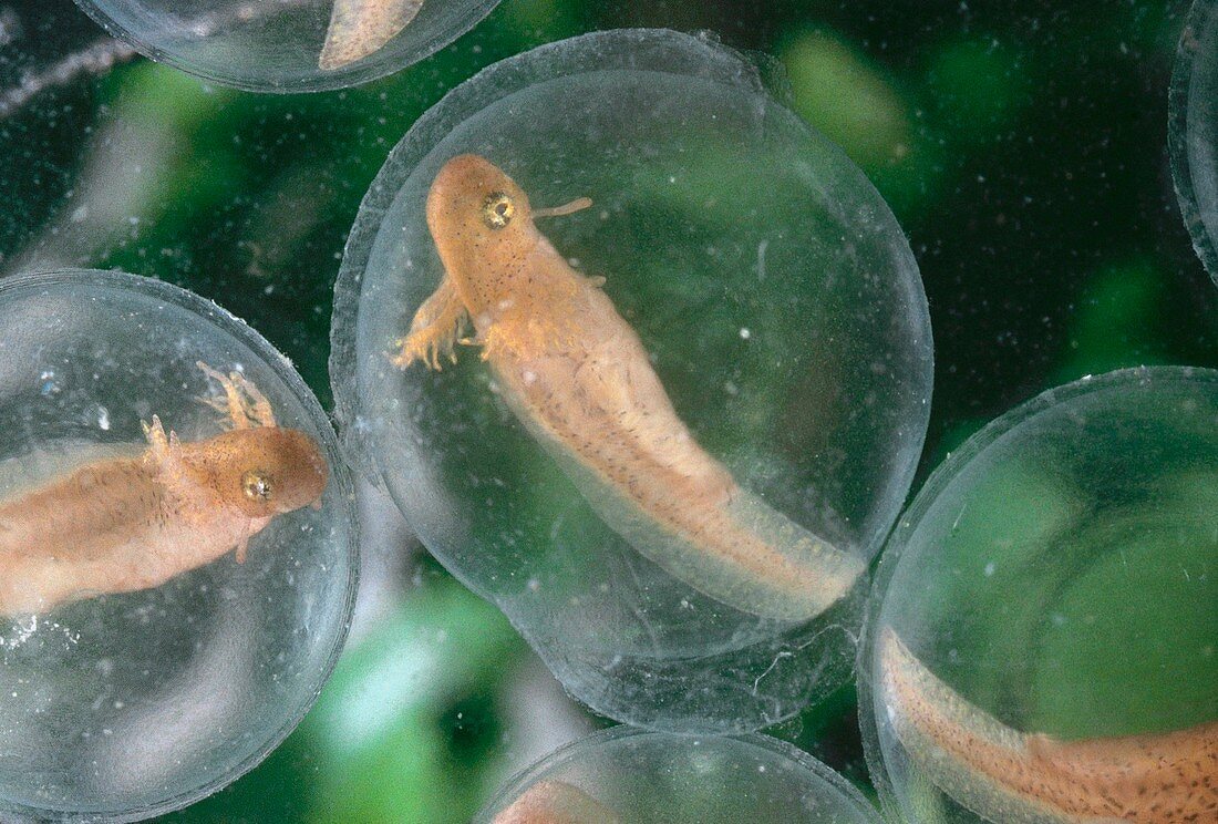 Spotted Salamander Eggs