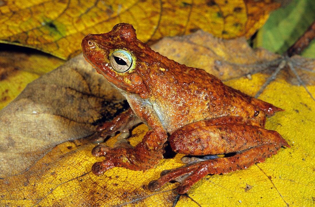 Treefrog (Litoria eucnemis)