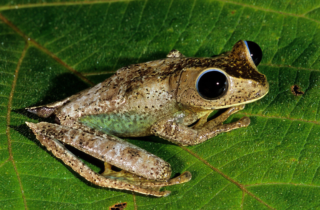 Treefrog (Nyctimystes sp.)