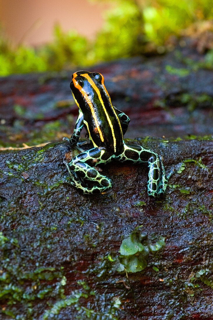 Amazonian Poison Frog