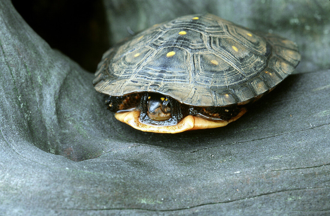 Spotted Turtle (Clemmys guttata)