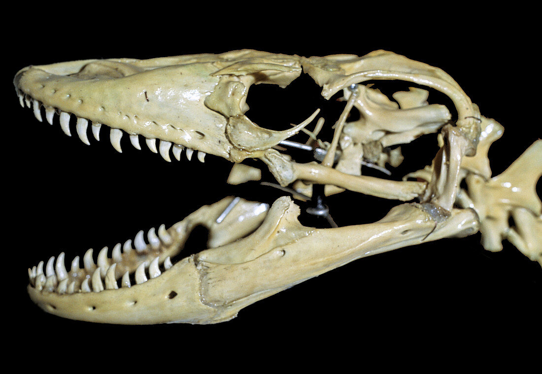 Komodo Dragon skull