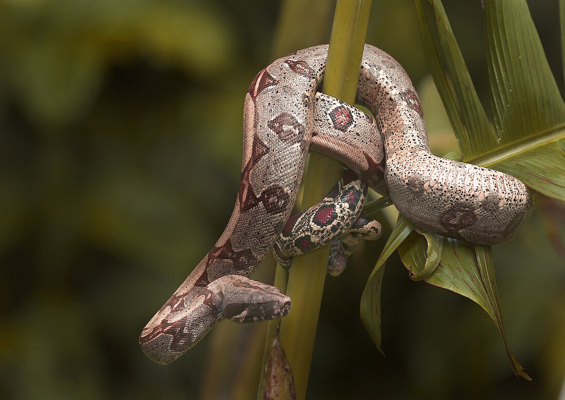 Red-tailed Boa