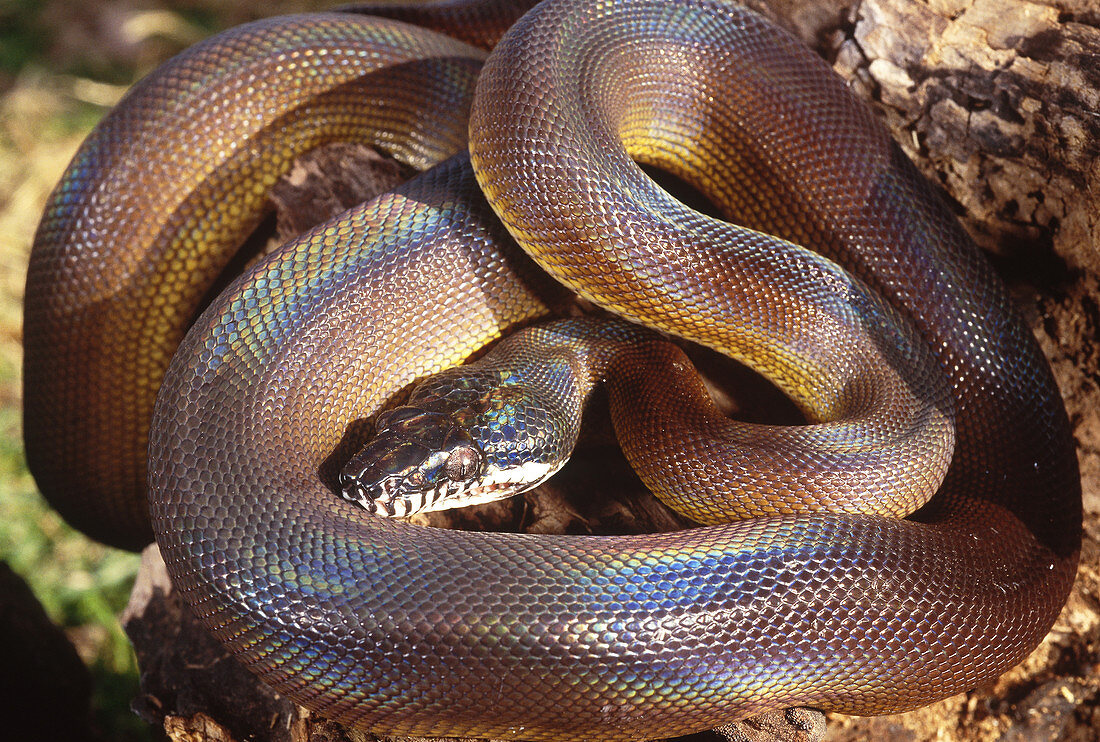 DAlberts python