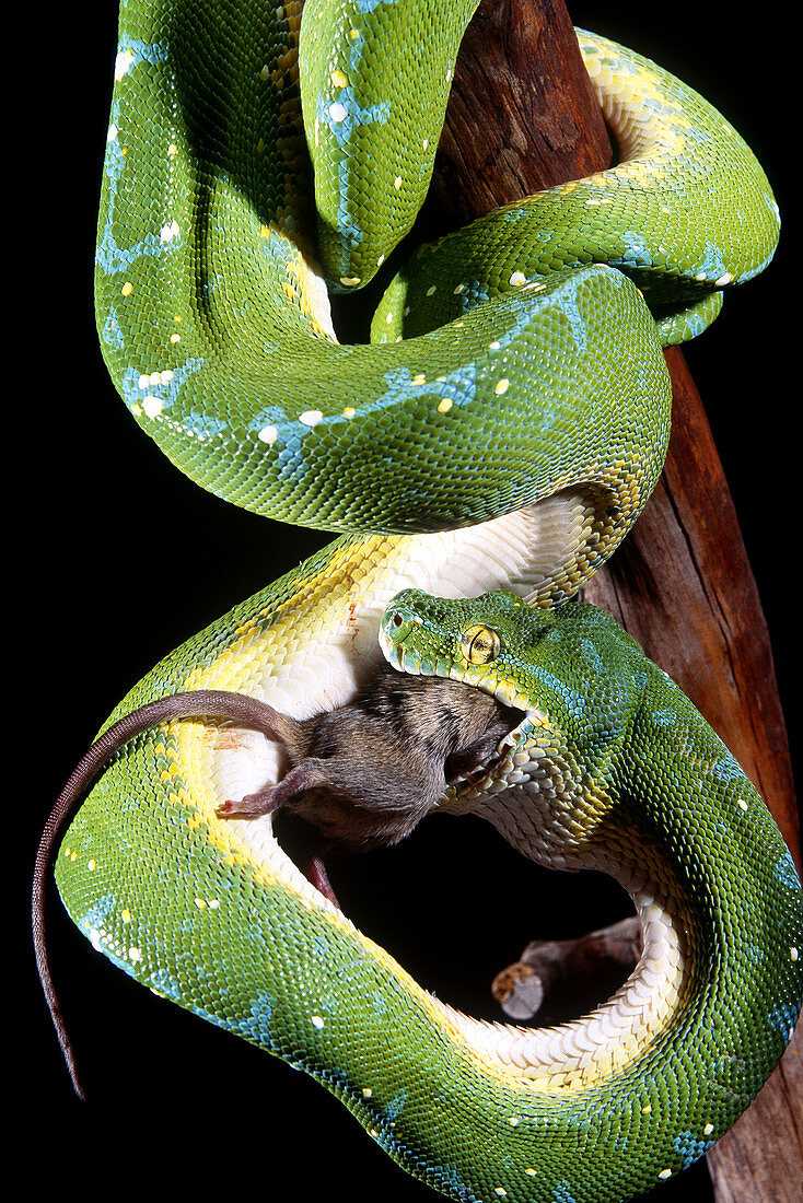 Green Tree Python (Morelia viridus)