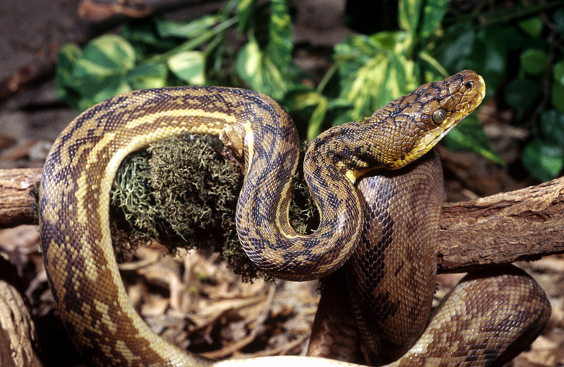 Timor Python (Python timorensis)