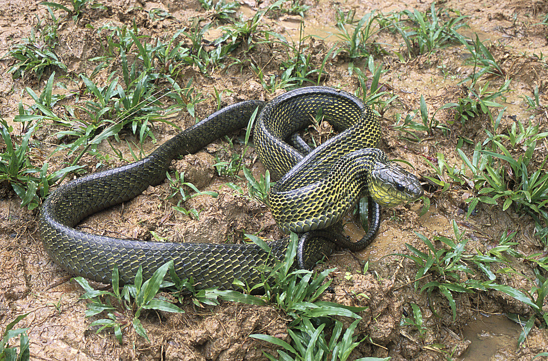 Giant Bird Snake in defensive position