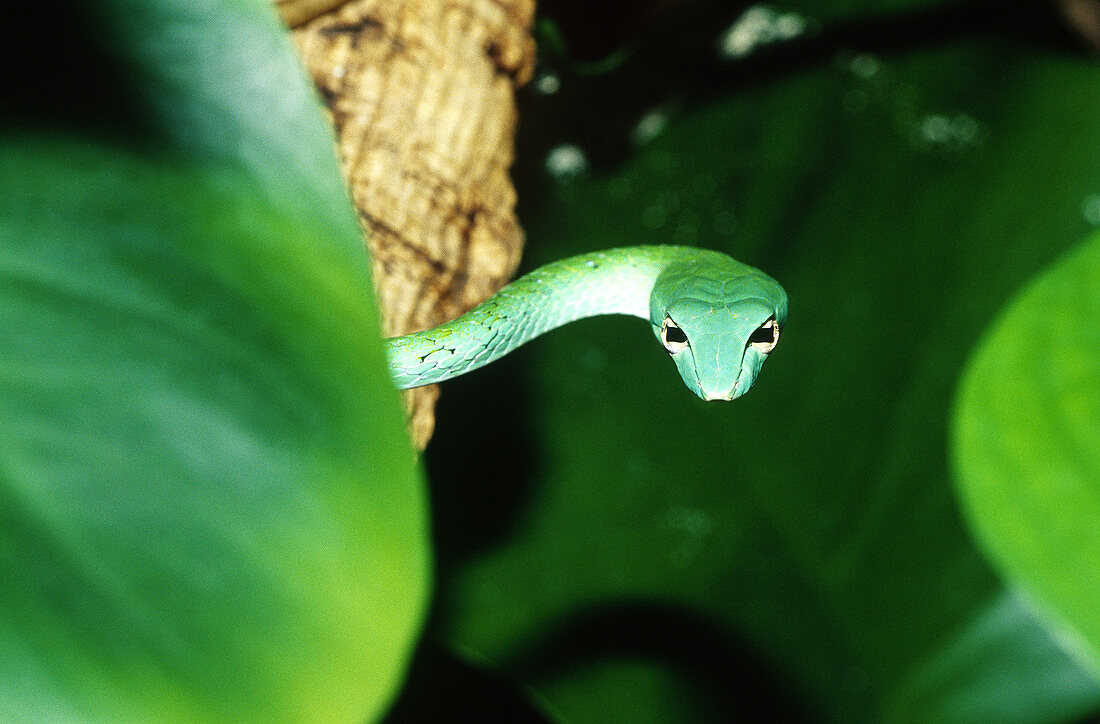 Long-Nosed Vine Snake