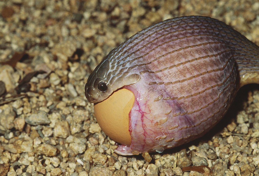 Egg-eating Snake swallowing chicken egg