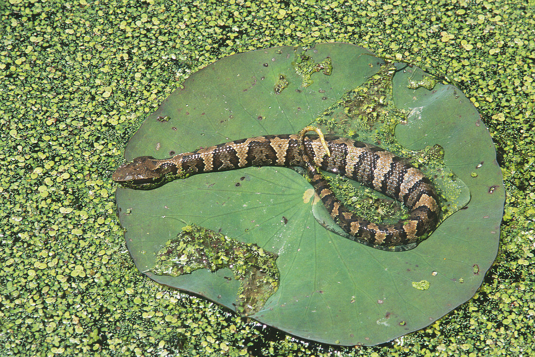 Western Cottonmouth digesting food