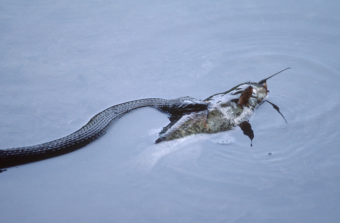 Water Snake with Catfish
