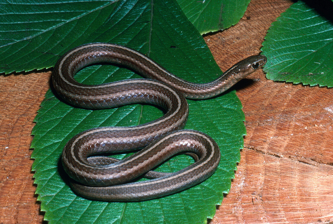 Shorthead Garter Snake