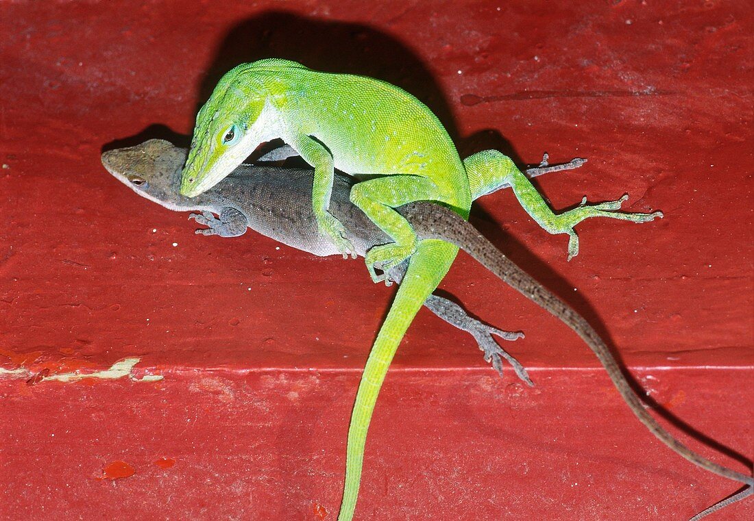 Green anole lizards mating