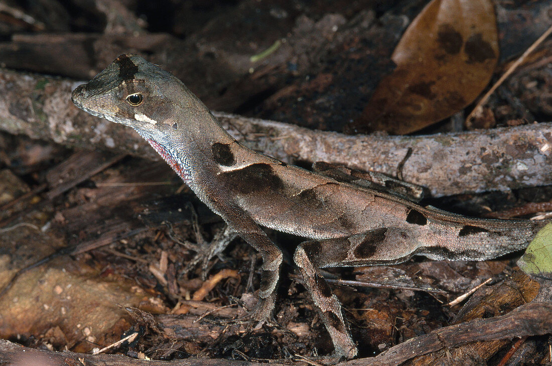 Anolis Lizard,Ecuador
