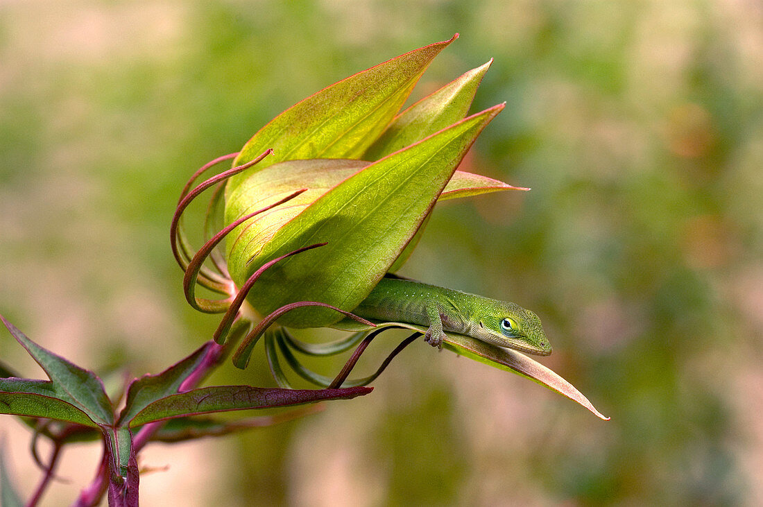 Green Anole in Hibiscus flower