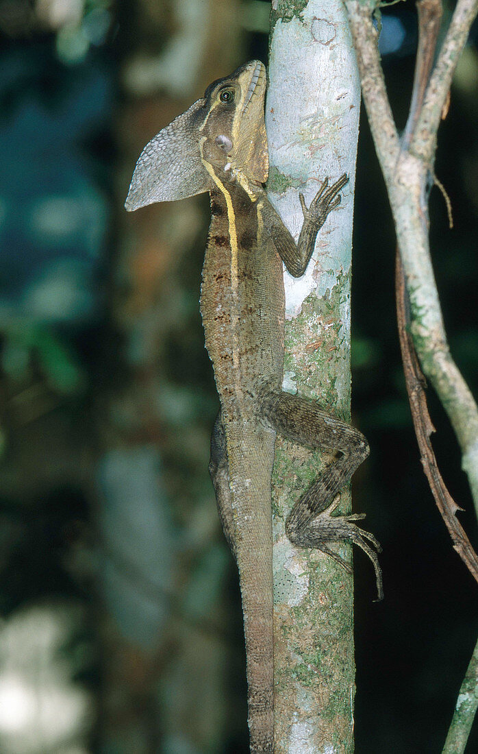 Striped Basilisk