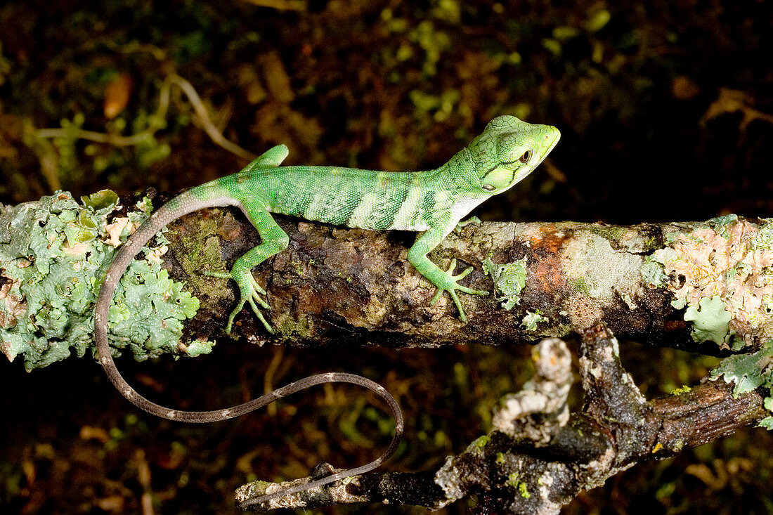 Lizard (Polychrus marmoratus)