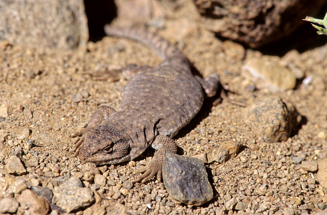 An Andean lizard (Liolaemus vallecurensis)