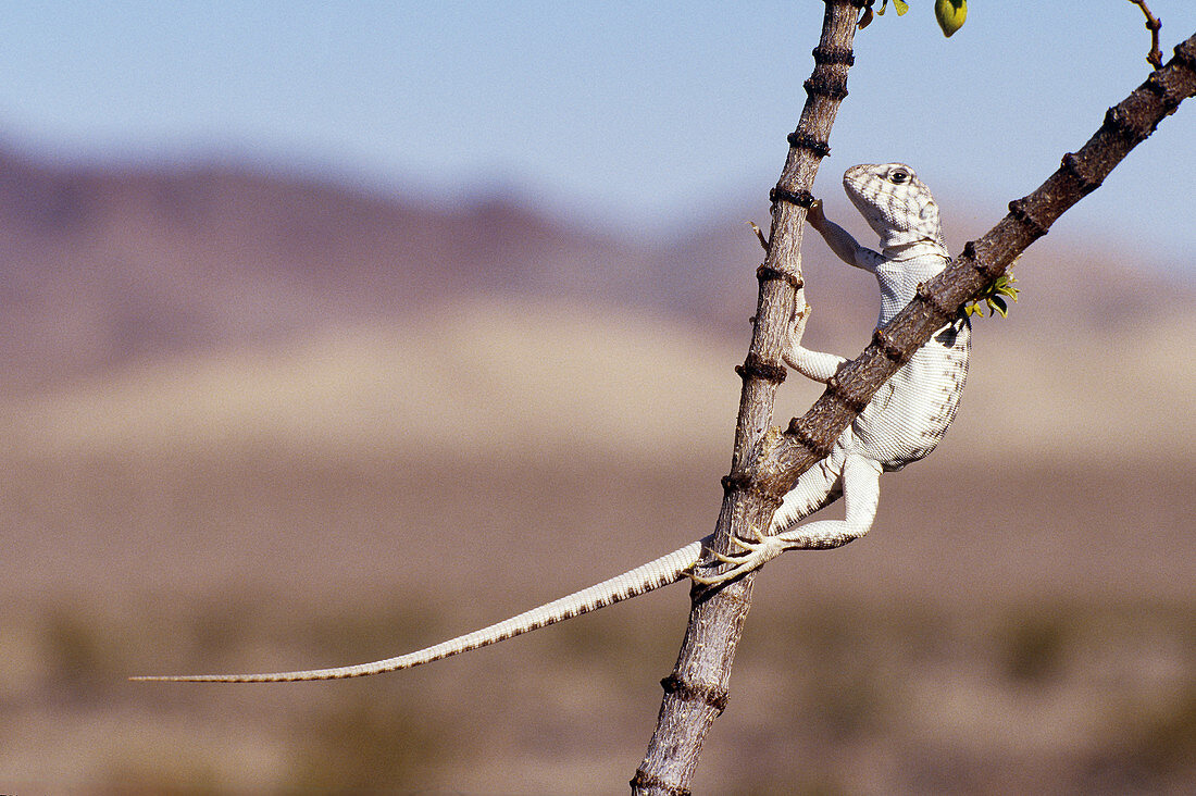 Desert Iguana