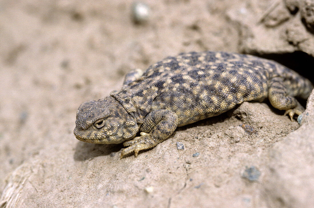 Qinghai Toad-Headed Lizard