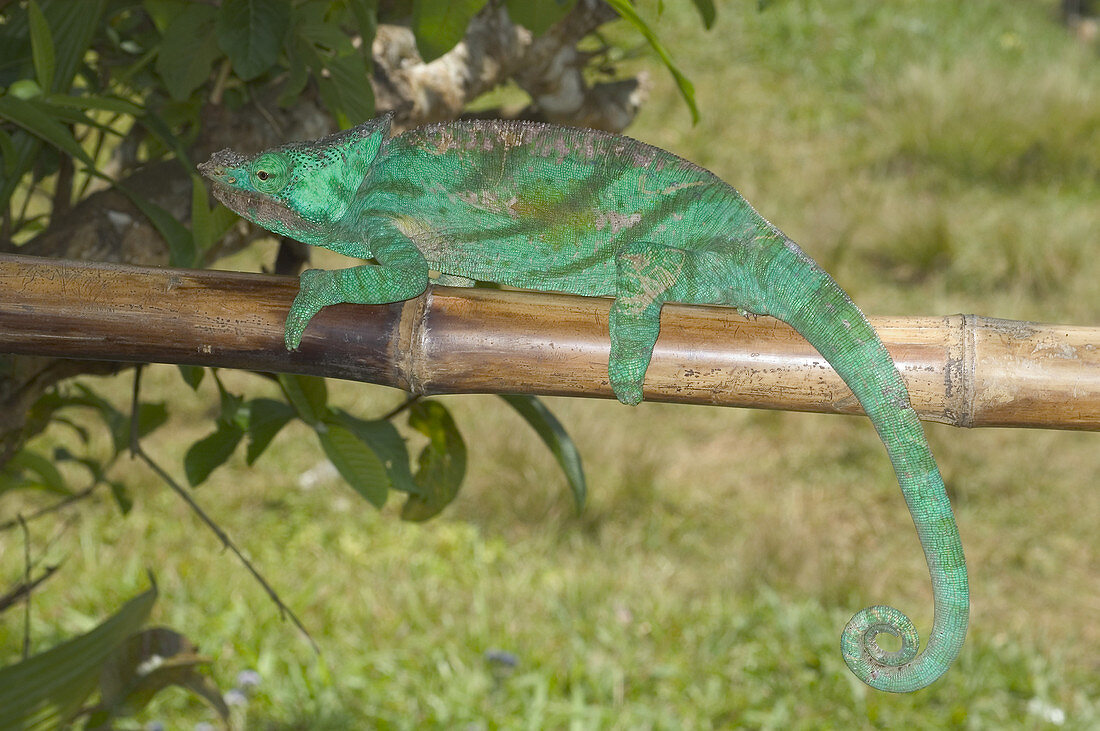 Crested Parsons chameleon