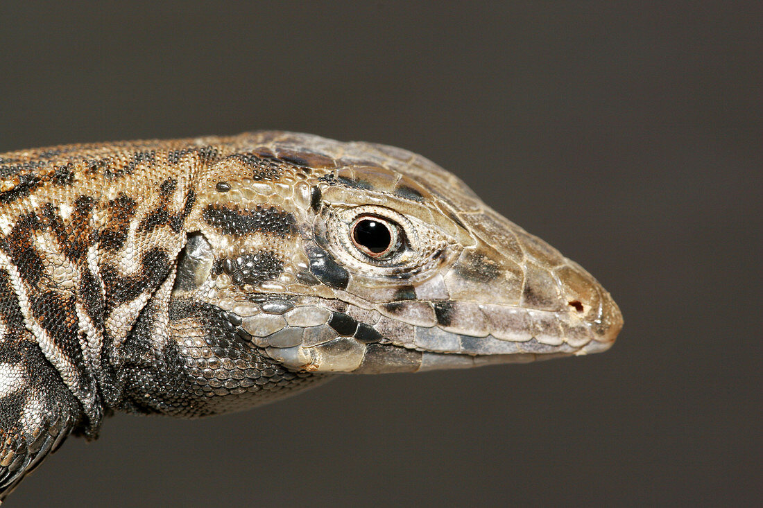 Sonoran Whiptail Lizard (Aspidoscelis tigris)