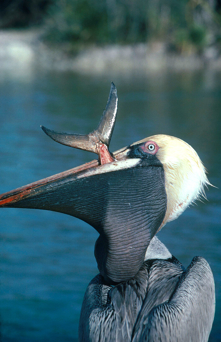 Pelican with Fish
