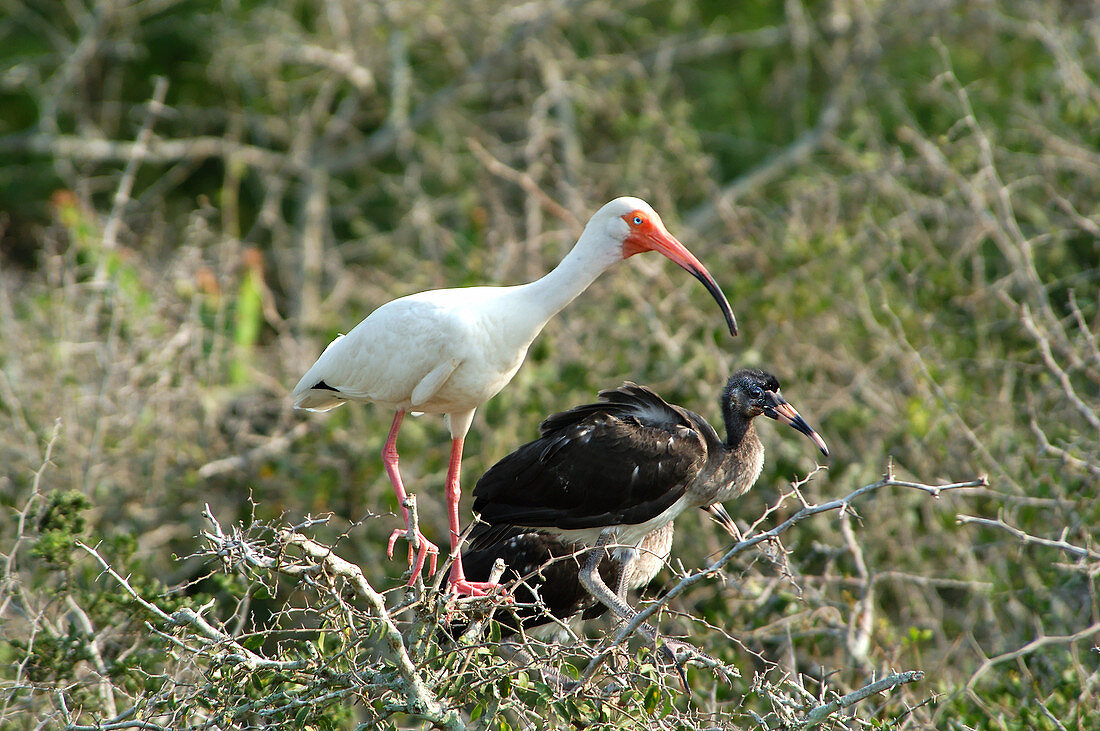 White Ibis and young