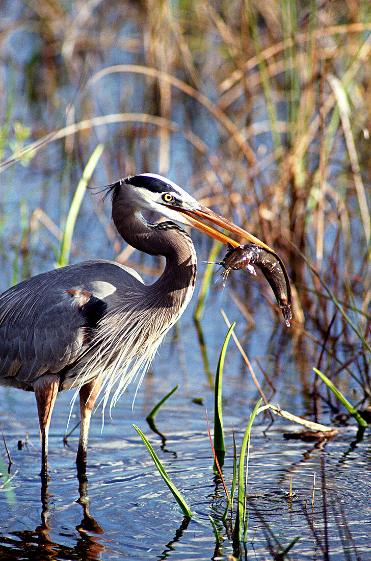 Heron catches catfish,Everglades