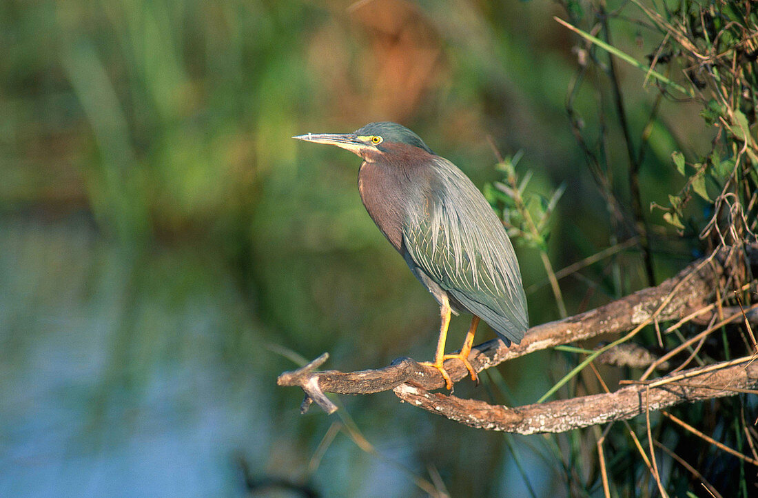 Green Heron