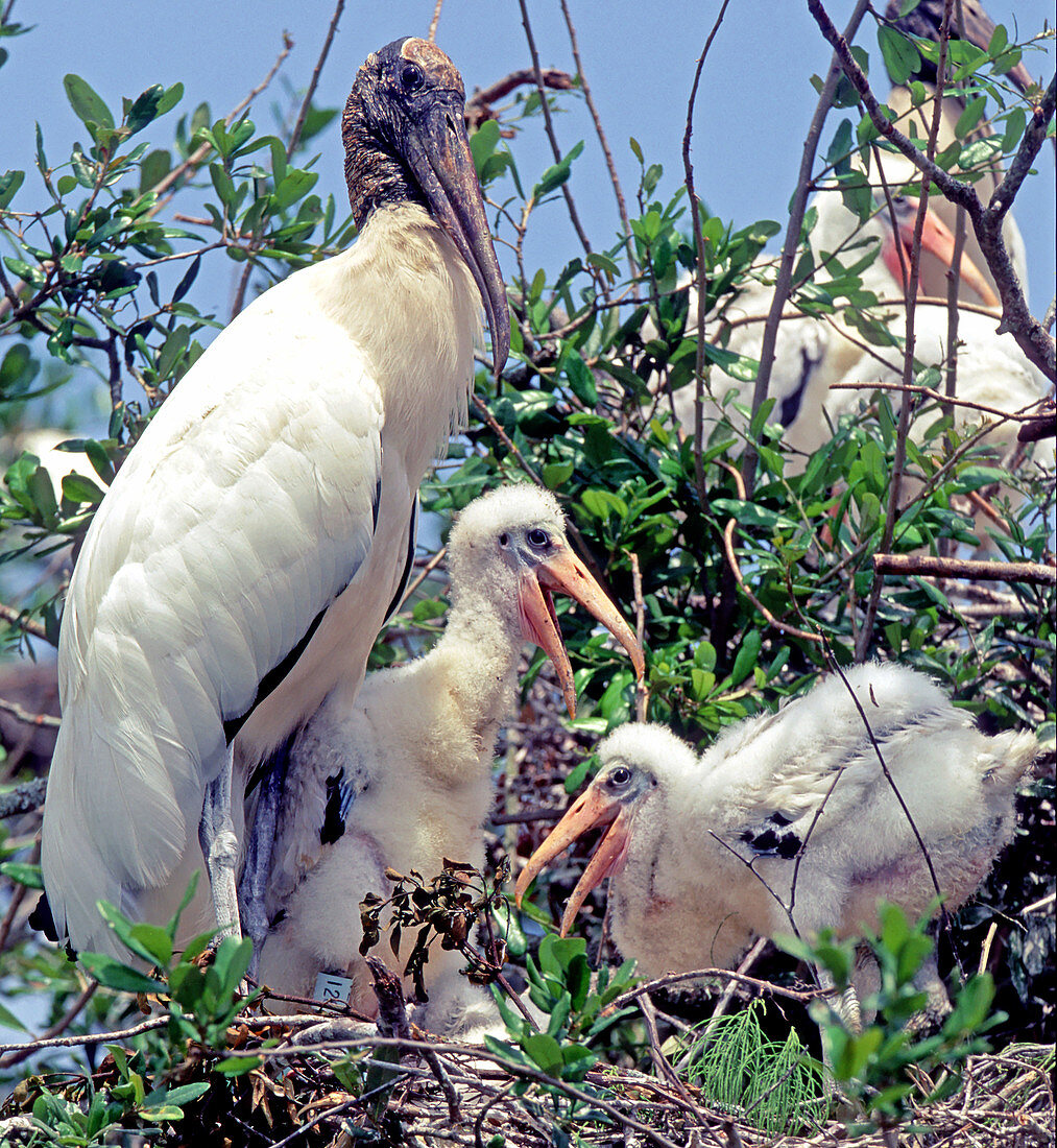 Wood Stork (Mycteria americana)