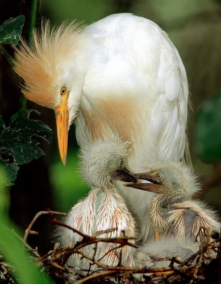 Cattle Egret and Nestlings