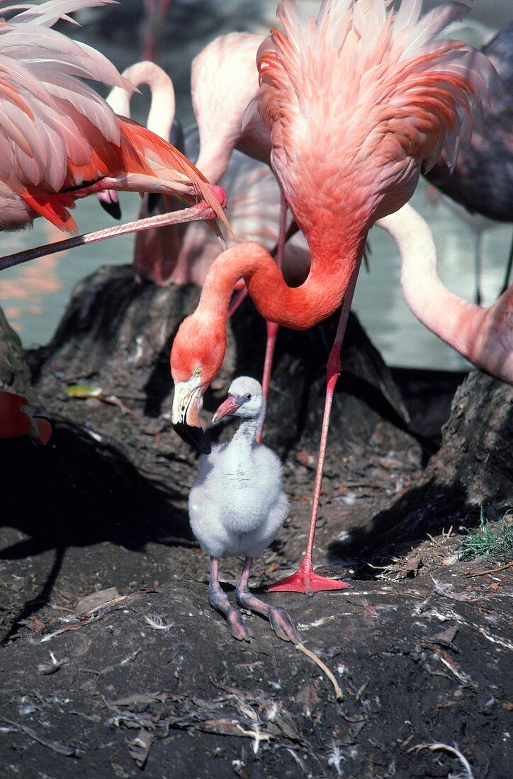 American Flamingo with Chick