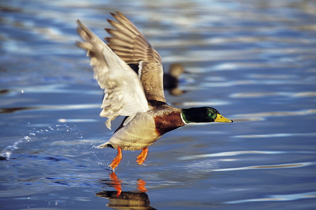 Mallard duck taking off