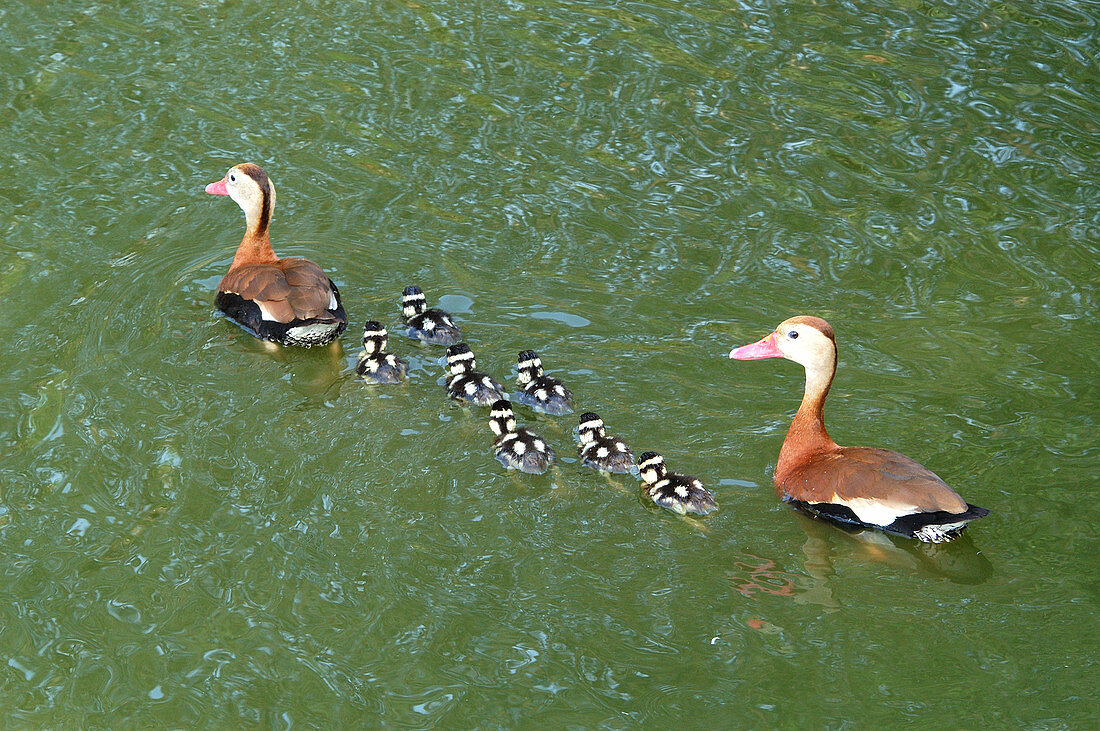 Black-bellied Whistling-Duck family