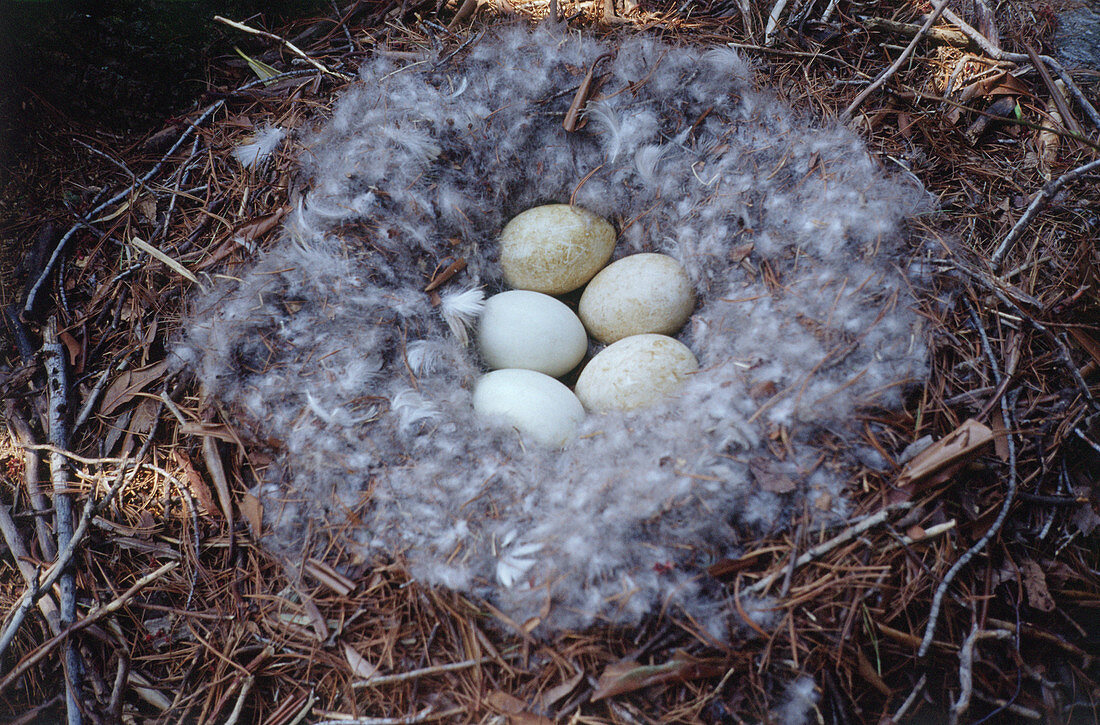Canada goose nest with eggs